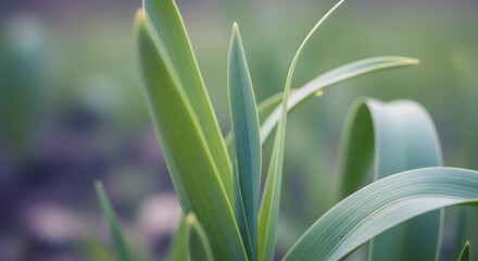 Obraz premium Close-up of Vibrant Green Leaves with a Soft, Blurry Background