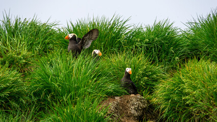 Group of puffins perched on grassy hillside, showcasing vibrant plumage and unique beaks,...