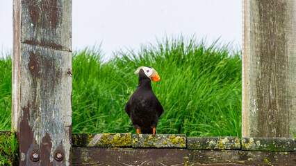 Puffin bird standing on a wooden fence post, surrounded by lush green grass, showcasing its vibrant...