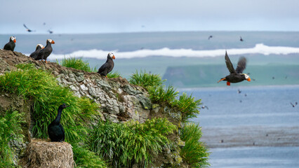 Group of seabirds perched on rocky cliffside, with vibrant green grass and ocean backdrop,...