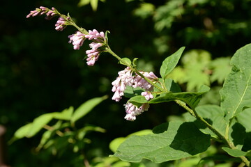 Syringa oblata var. dilatata Kkotgaehwaenamu, Korean herb for fever and detox