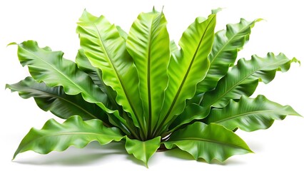 Birds Nest Fern Leaves on White Background