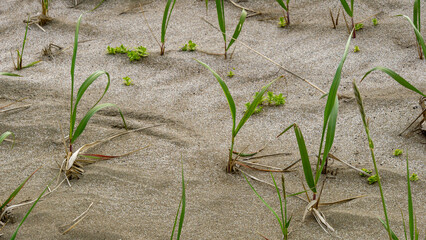 Green grass blades emerging from sandy soil, showcasing resilience and growth in a natural...