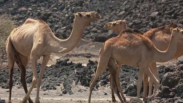 Camels Give a Curious Look, Then Casually Walk Off &ndash; East African Wilderness