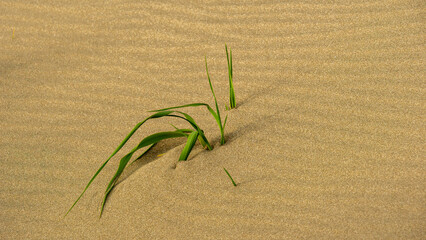 Green grass blades emerging from golden sand, showcasing resilience and life in a desert environment, symbolizing nature's persistence and beauty in harsh conditions