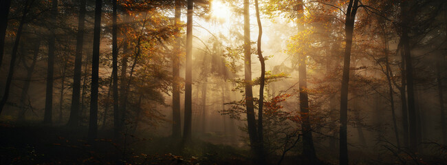 Autumn sunlight magic with tree silhouettes in a misty forest, a panoramic golden woodland scenery