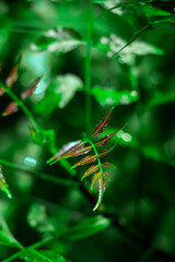 New top leaf of neem plant.Azadirachta indica - A branch of neem tree leaves. Natural Medicine.