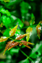 New top leaf of neem plant.Azadirachta indica - A branch of neem tree leaves. Natural Medicine.