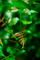 New top leaf of neem plant.Azadirachta indica - A branch of neem tree leaves. Natural Medicine.