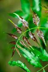 New top leaf of neem plant.Azadirachta indica - A branch of neem tree leaves. Natural Medicine.