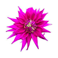 Pink dahlia flower isolated on transparent background