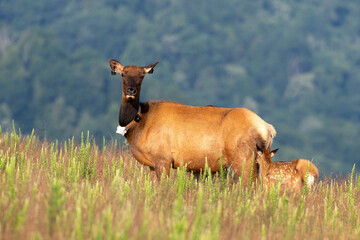Elk (Cervus canadensis) Wild Elk released into the Tomblin WMA in southern West Virginia as part of...