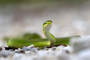 Green Snake