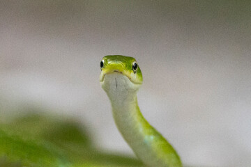 Green Snake