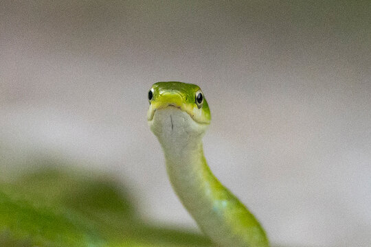 Green Snake