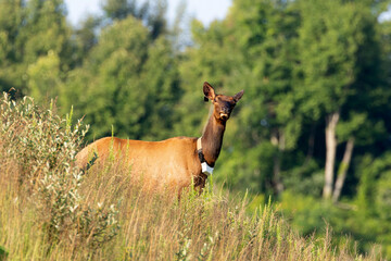 Elk (Cervus canadensis) Wild Elk released into the Tomblin WMA in southern West Virginia as part of the Elk restoration project stated 1n 2016 to bring wild elk herds to West Virginia after 130 years.