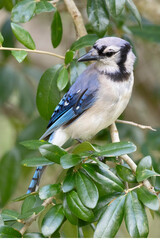 Blue Jay
