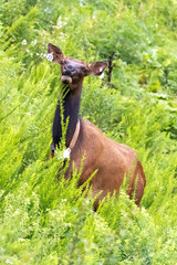 Elk (Cervus canadensis) Wild Elk released into the Tomblin WMA in southern West Virginia as part of the Elk restoration project stated 1n 2016 to bring wild elk herds to West Virginia after 130 years.