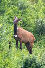 Elk (Cervus canadensis) Wild Elk released into the Tomblin WMA in southern West Virginia as part of...