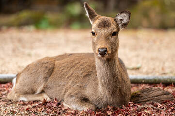 Resting Sika Deer on Autumn Leaves in Nara, Japan