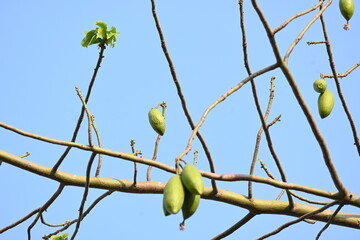 White Bombax ceiba fruits. Its common names White cotton tree, Malabar silk cotton tree, White silk cotton, White cotton tree, White silk cotton tree and White kapok.
