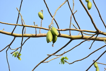 White Bombax ceiba fruits. Its common names White cotton tree, Malabar silk cotton tree, White silk cotton, White cotton tree, White silk cotton tree and White kapok.

