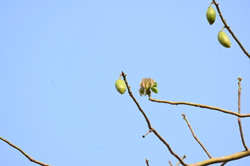 White Bombax ceiba fruits. Its common names White cotton tree, Malabar silk cotton tree, White silk...
