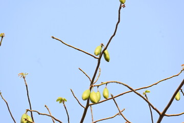 White Bombax ceiba fruits. Its common names White cotton tree, Malabar silk cotton tree, White silk cotton, White cotton tree, White silk cotton tree and White kapok.
