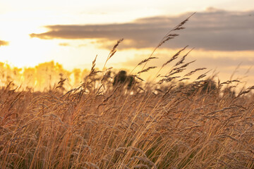 Fototapeta premium Rural landscape, agricultural field with growing fescue grass on it, heads are ripe. Sunset time in prairies, golden light.