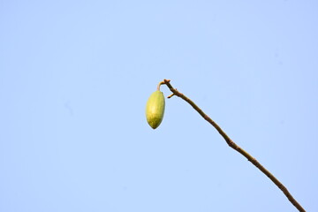 White Bombax ceiba fruits. Its common names White cotton tree, Malabar silk cotton tree, White silk...