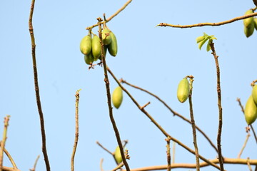 White Bombax ceiba fruits. Its common names White cotton tree, Malabar silk cotton tree, White silk...
