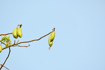 White Bombax ceiba fruits. Its common names White cotton tree, Malabar silk cotton tree, White silk...