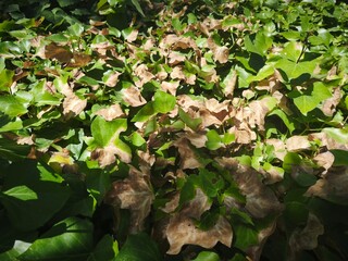 ivy on the wall