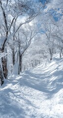 Obraz premium Winter wonderland ski trail. Snow-covered trees line a path through a pristine, snow-dusted forest. Sunlight filters through the branches