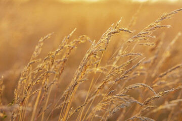 Fototapeta premium Agricultural field with growing fescue grass on it, close-up of ripe heads. Sunset time in prairies, golden light.