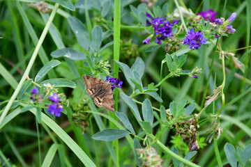 skipper on a clover flower in summer in Germany