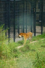 Tygrys amurski spaceruje po wybiegu w ogrodzie zoologicznym. Zdjęcie ukazuje jego potężną sylwetkę i naturalne zachowanie w kontrolowanym środowisku. © Adam