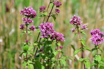 origanum with flowers in summer in Germany