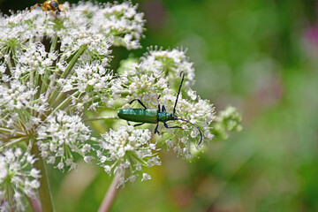 musk beetle on a flower of a wild angelica