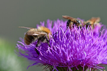 bees on flower of a bull thistle