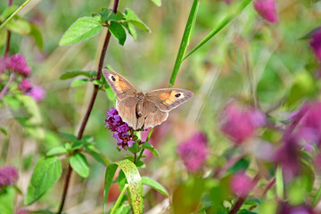 Meadow brown, butterfly on a flower