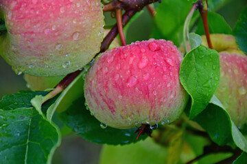  Ripe apples with dew drops on a tree in Germany