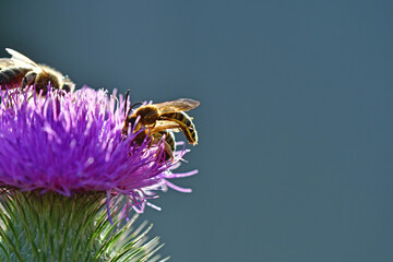 bees on flower of a bull thistle during mating
