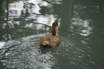 Samica hełmiatki odpływa spokojnie, uchwycona z bliska od tyłu. Jej brązowe upierzenie odbija się w wodzie, tworząc naturalną i harmonijną scenę w dzikim środowisku.

