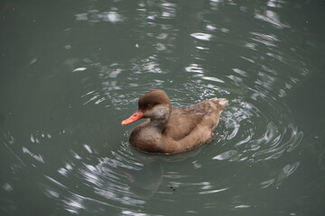 Samica hełmiatki uchwycona z bliska podczas spokojnego płynięcia po tafli wody. Brązowe, stonowane upierzenie i delikatny profil wyróżniają ją w naturalnym, wodnym otoczeniu.   © Adam
