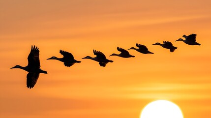 Fototapeta premium Silhouette Birds Flying Sunset Landscape