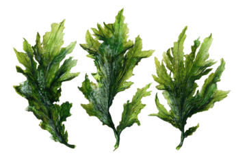 Close-up illustration of four stylized leaves, vibrant green with a mottled, almost icy texture.  Sharp outlines define the leaf forms, suggestive of delicate veining