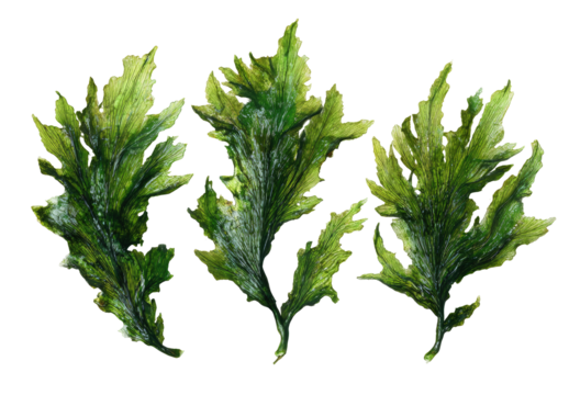 Close-up illustration of four stylized leaves, vibrant green with a mottled, almost icy texture.  Sharp outlines define the leaf forms, suggestive of delicate veining