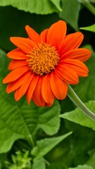orange flower with dew