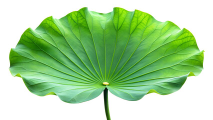 green leaf with water drops